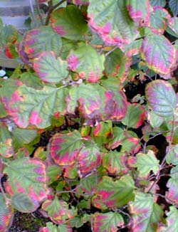 Fothergilla