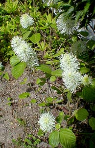 Bottlebrush Flowers