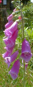 Foxglove