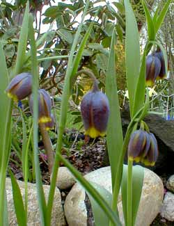 Fritillary