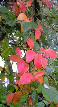 Cotoneaster