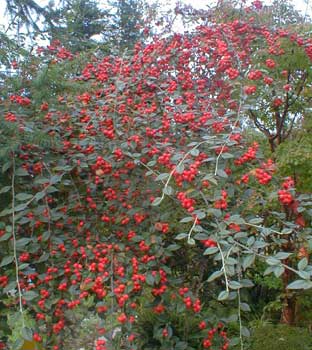 Franchet's Cotoneaster