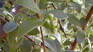 Franchet's Cotoneaster