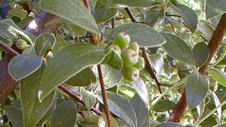 Franchet's Cotoneaster