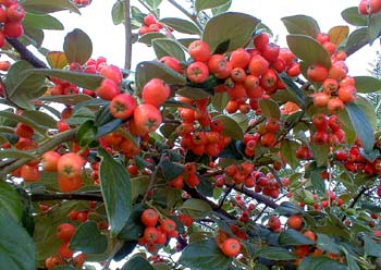 Franchet's Cotoneaster