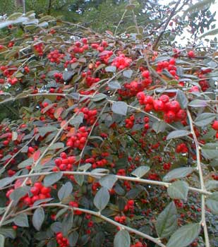 Franchet's Cotoneaster