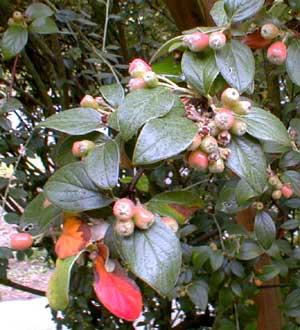 Franchet's Cotoneaster