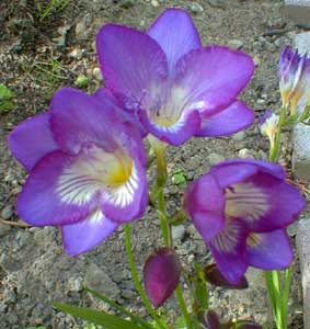 Freesia