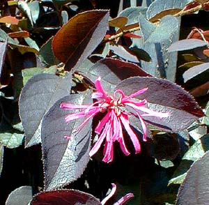 Fringe Flower