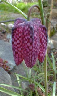 Checkered Lily