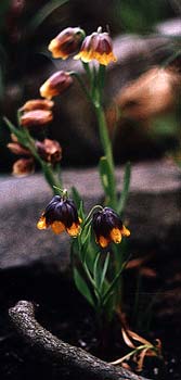 Fritillary