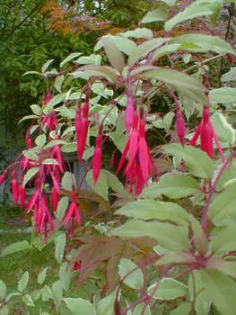 Fuchsia