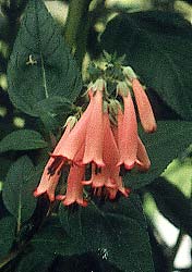 Winchester Fanfare fuchsia