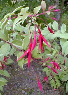 Fuchsia