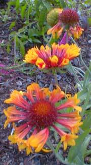 Blanket Flower