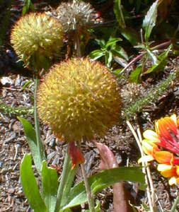 Blanket Flower