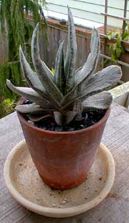 Gasteria