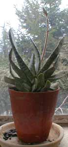 Gasteria