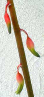 Gasteria