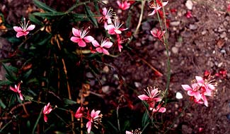 Gaura Siskiyou Pink