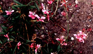 Gaura