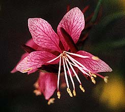 Gaura Siskiyou Pink