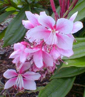 Gaura