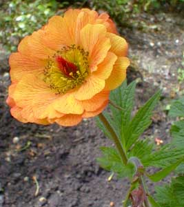 Geum