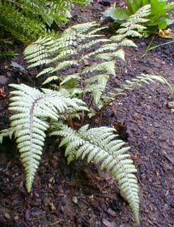 Ghost Fern