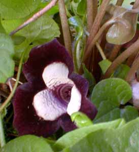 Asarum delavayi