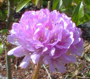 Formosa Thrift