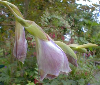 Gladiolus papilio