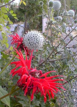 Globe Thistle flower