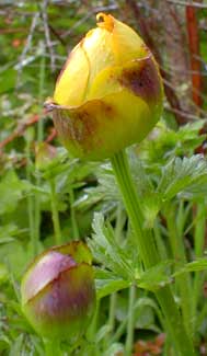 Globeflower