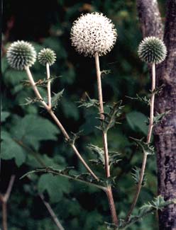 Globe Thistle