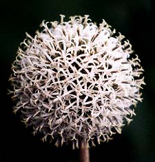 Globe Thistle flower