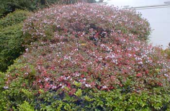 Abelia