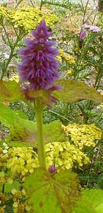 Golden Hyssop