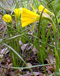 Golden Bells