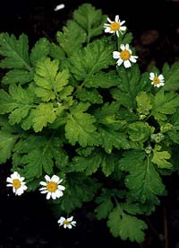 Golden Feverfew