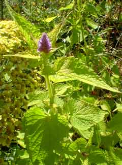 Golden Hyssop