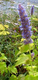 Golden Hyssop