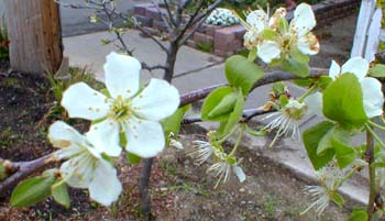 Plum Flower