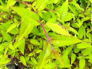 Golden Fuchsia's leaves