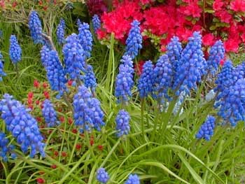 Grape Hyacinth