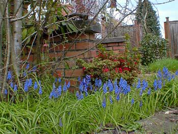 Grape Hyacinth