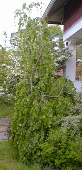 Weeping Beech