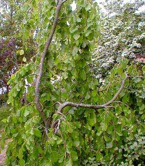 Weeping Beech