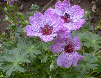 Greyleaf Crane's-bill