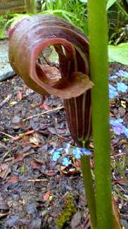 Griffith's Arisaema